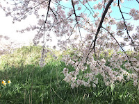 Photo by Sheila Webber of yet more cherry blossom in March 2024